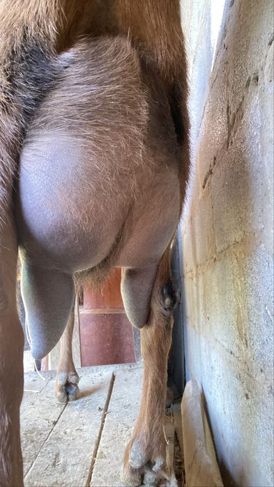 Сауын ешкі сатылады