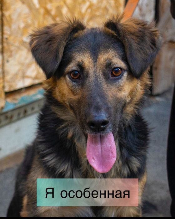 Собачка инвалид трех лапка ищет дом