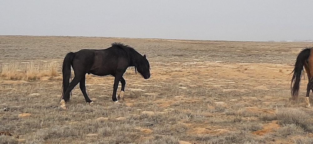 Айғыр сатылады, 2016 құлыны етті айғыр