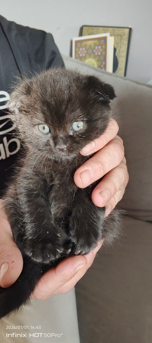 Skotish fold Skotish strayt