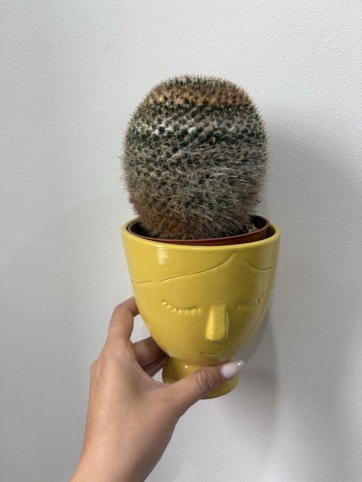 продам кактусы цветующие