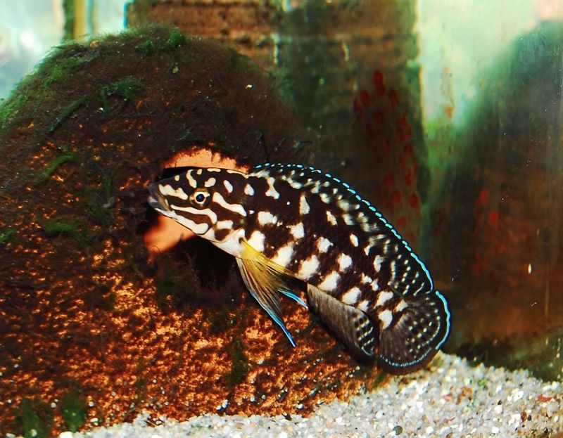 Julidahromis turlari harhil