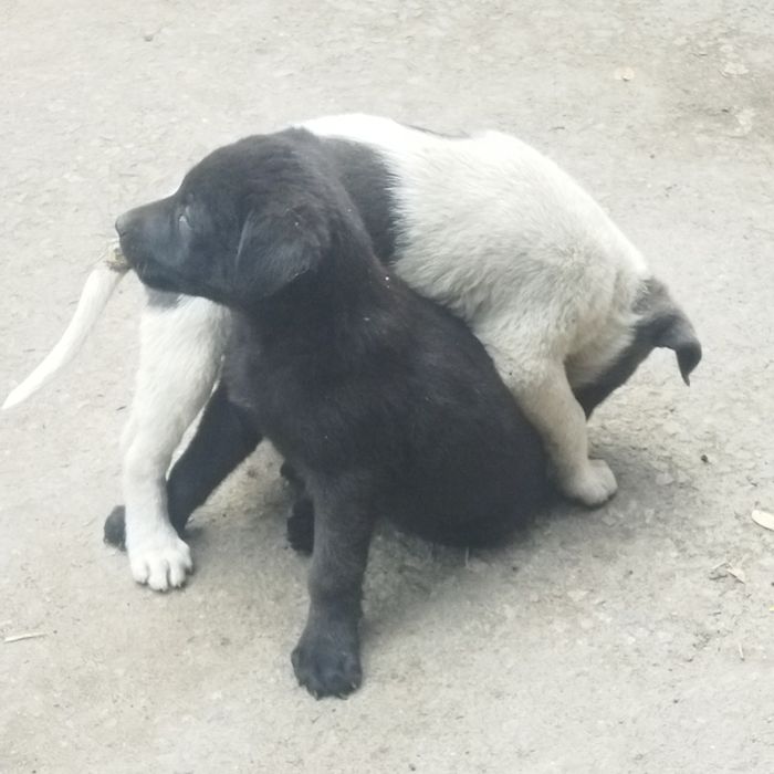 Срочно отдадим щенков