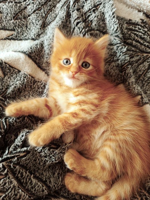 Котята! Бесплатно