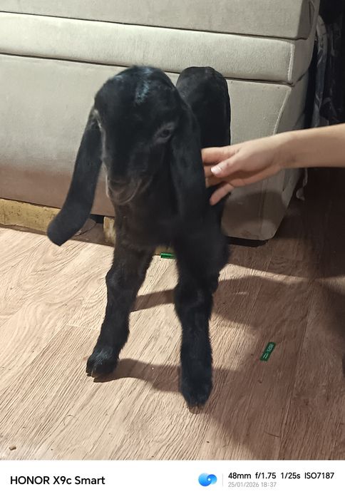 Камори парода козёл 100%