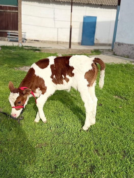 Сүтті парода симентал бзаулы сиыр