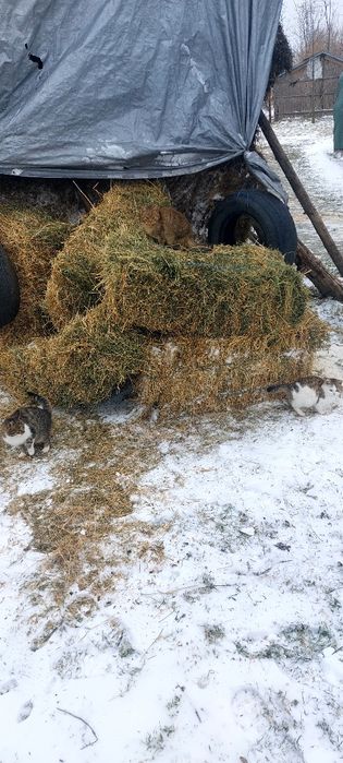 Baloti lucernă și baloti otava