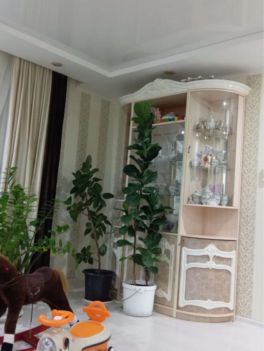 Фикус высокий.
