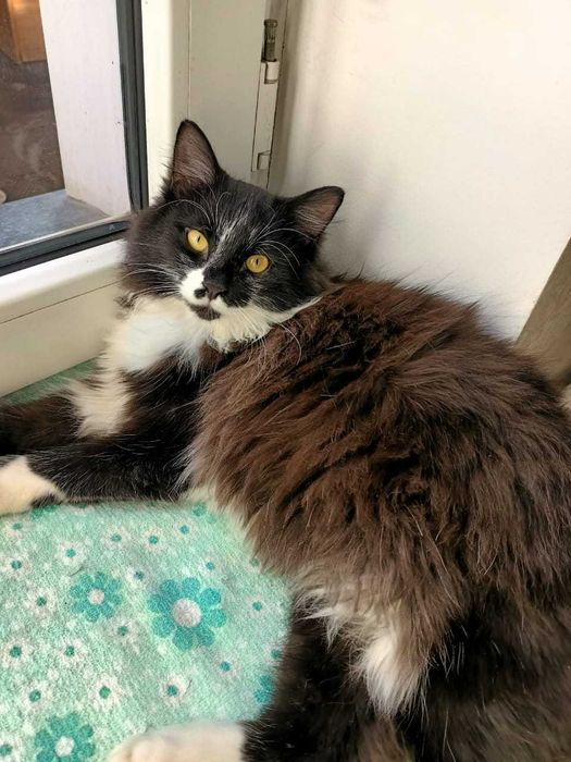 Котика в хорошую семью