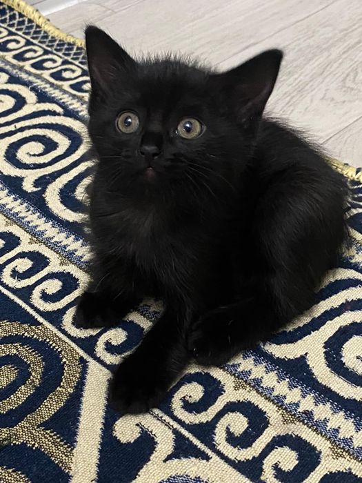 Котенки мальчики в добрые любящие руки
