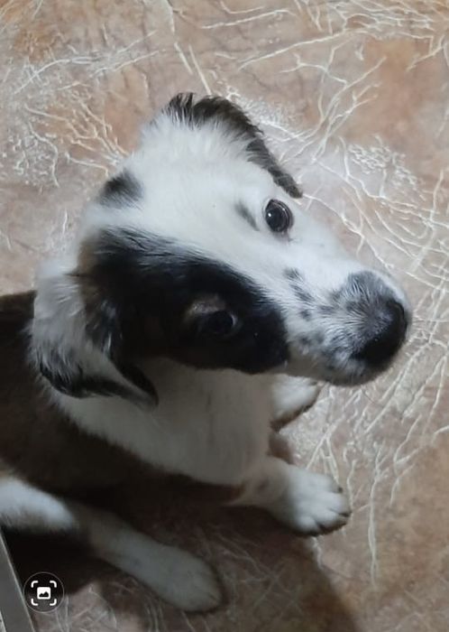 Щенки в добрые руки