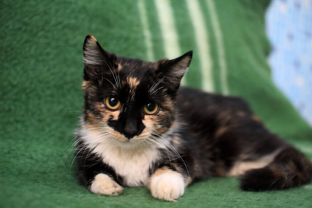 Отдам кошечку 4,5 месяца