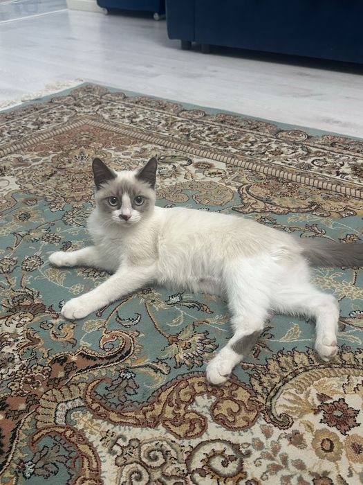 Котенок голубоглазая