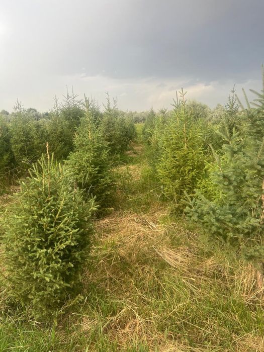 Живые ели / ёлки