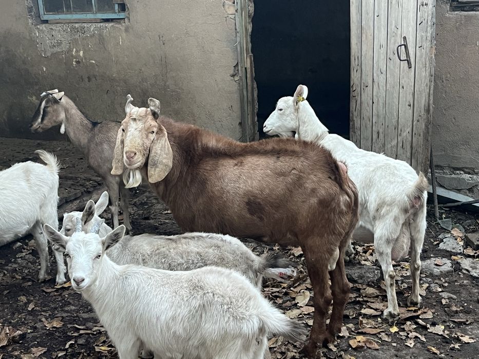 Ешкі битал сатылады