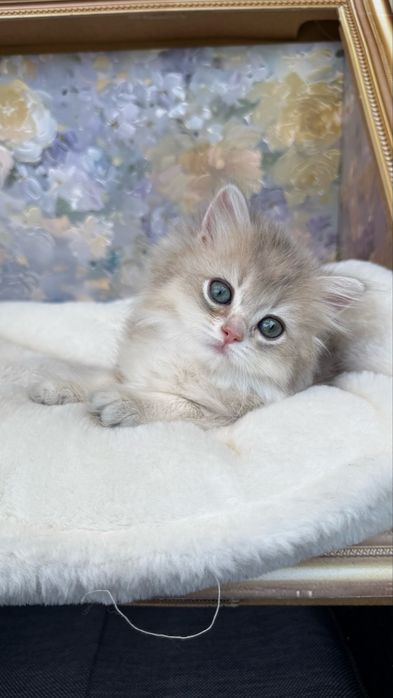 British longhair Fetita - Pedigree
