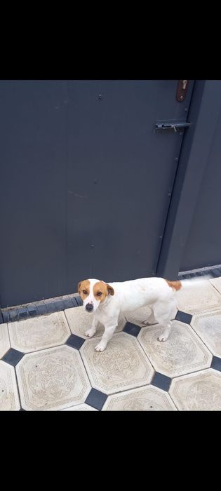 Ищу кабеля Джек Рассел для вязки