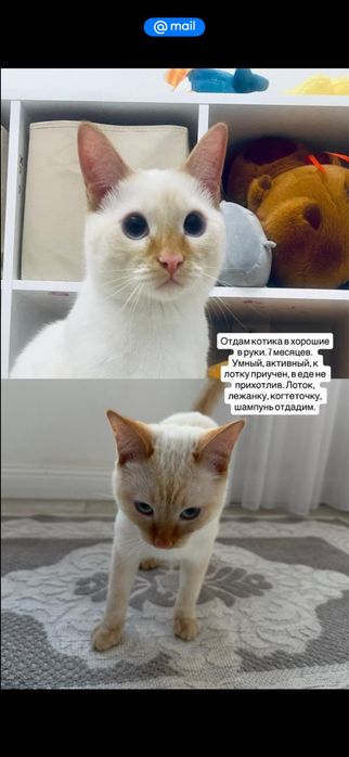 Отдам кота в добрые руки