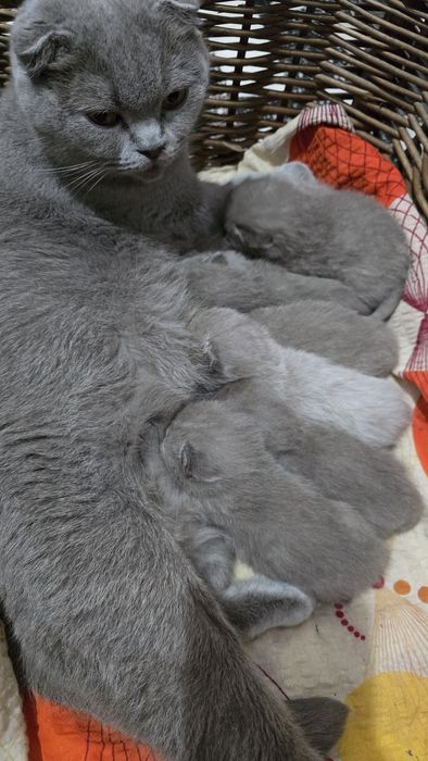 Pisicuțe drăgălașe