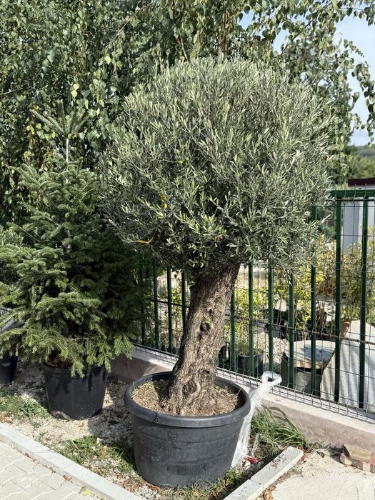 Vand plante ornamenatale de calitate extra