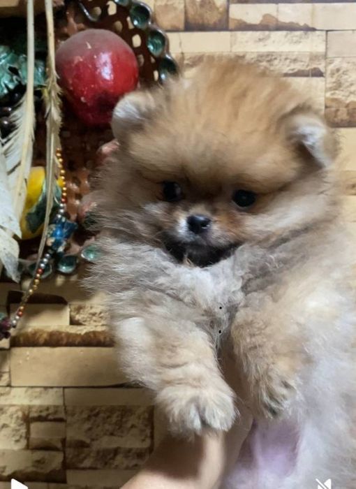 Померанский шпиц