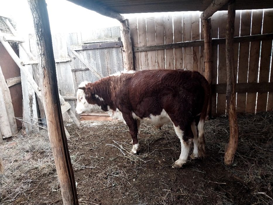 Падсос 1.5 бұқа сатам