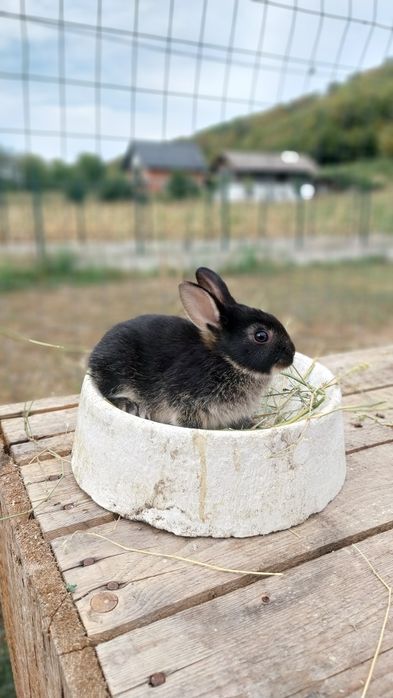 Iepurași de companie