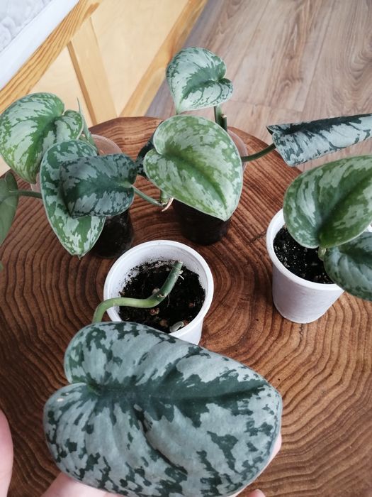 Эпипремнумы разных сортов