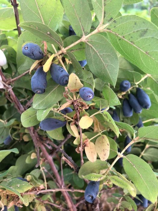 Саженцы Жимолости