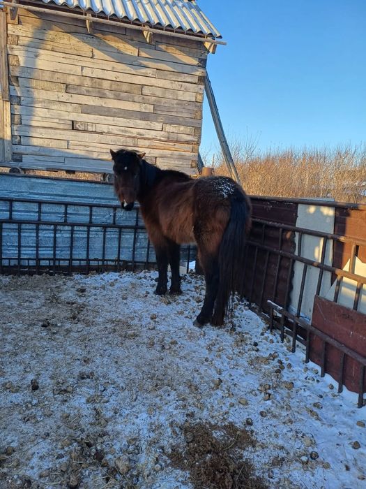 Продам мерина обученного