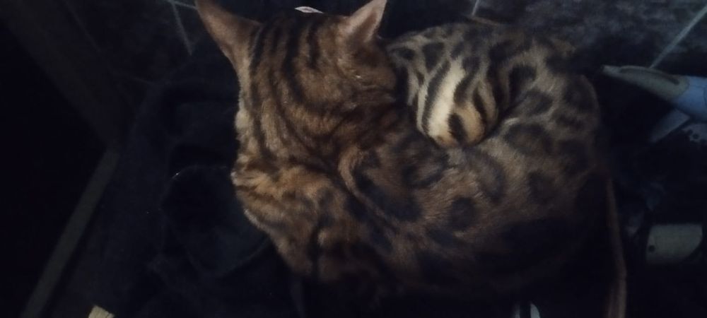 Продам бенгальского котика