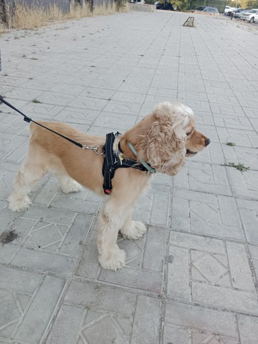 Продается щенок английский кокер спаниэль