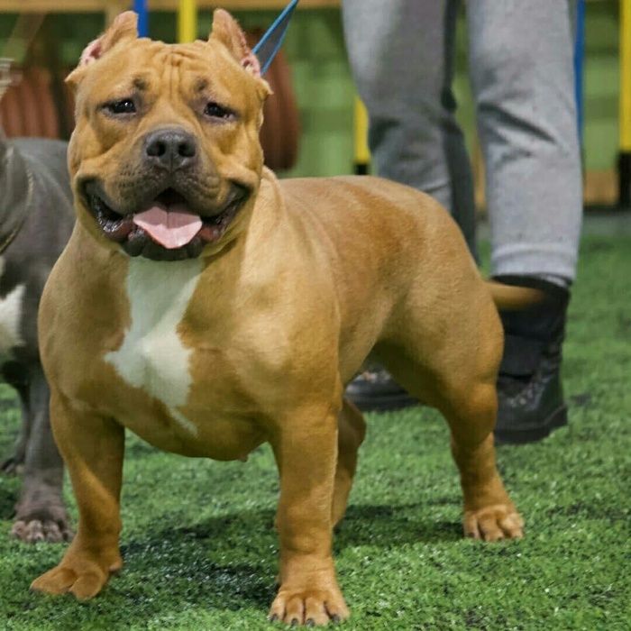 продаю щенков американский булли