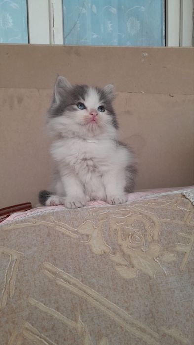 Отдам в добрые руки