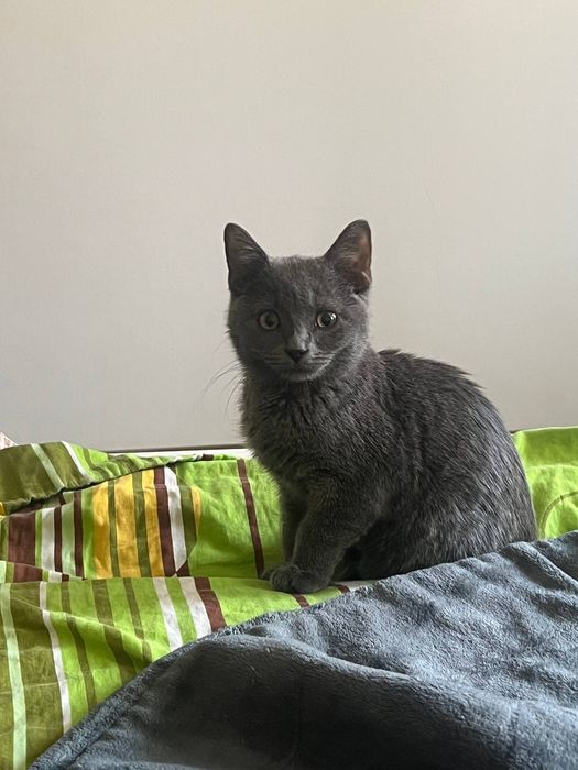 Британский котенок