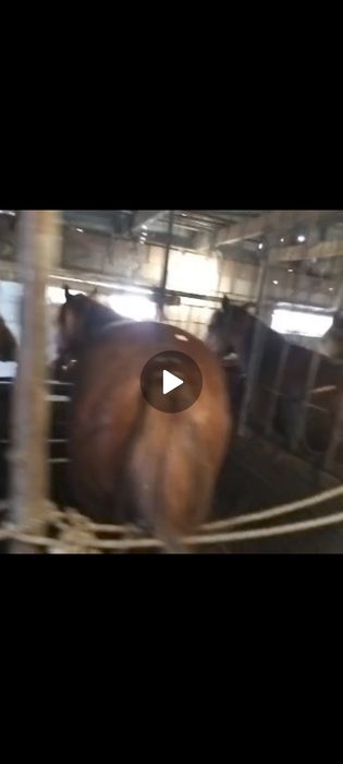 Продам тайчиков с поля