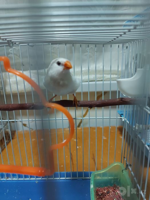 Продаются Амадинка
