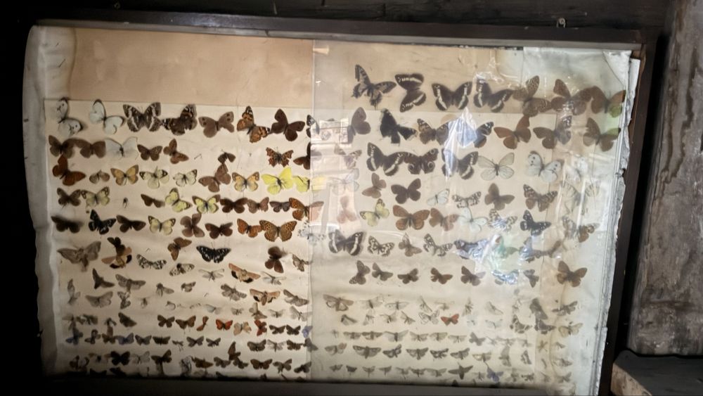 Продам коллекционные бабочки