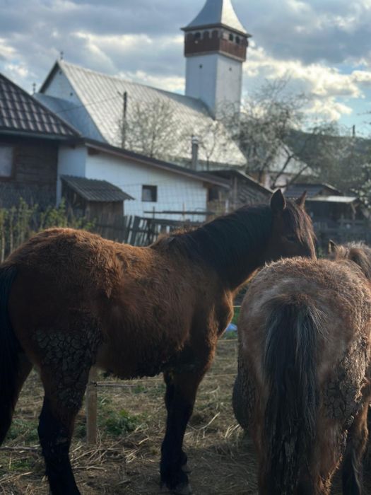 Cai semigrei doua iepe cu manji