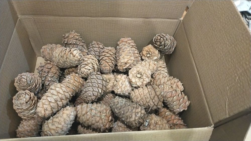 Продам шишки кедровые