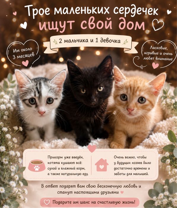 отдам котиков в добрые и заботливые руки!
