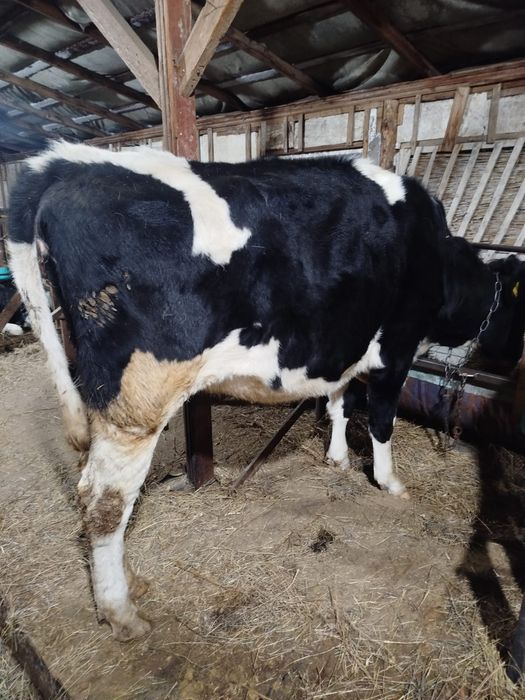 Тёлка 2 года 3месяца цена 700000