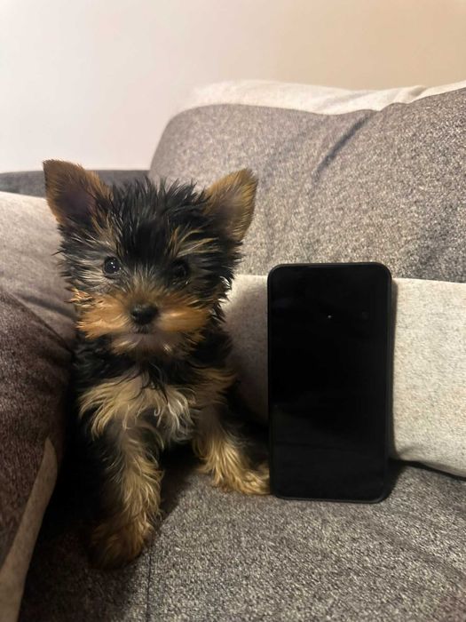 Женско МИНИ йорки