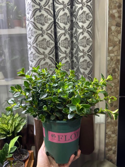 Комнатные  цветы от 2500