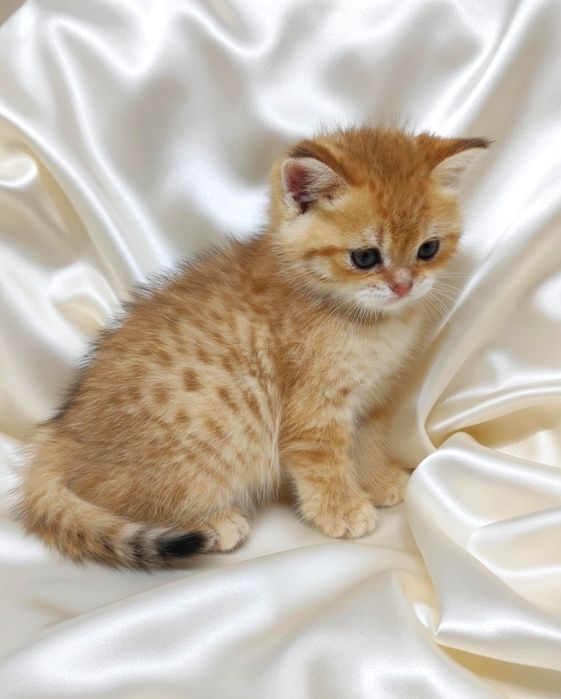 Котики  британские