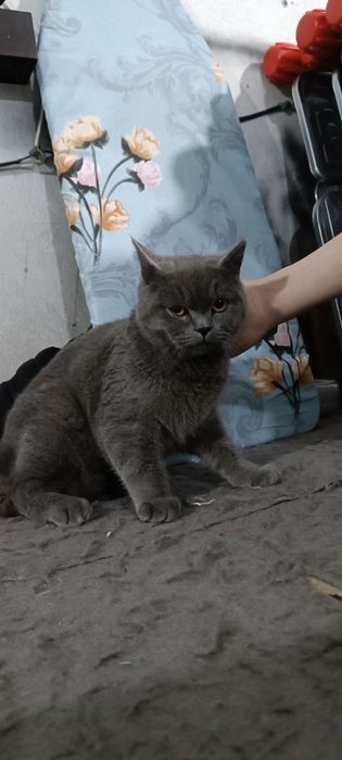 Baris Mushuk Sotiladi