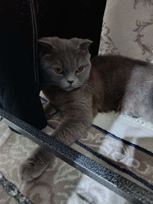 Scotiw FOLD rangi seri (Киз )