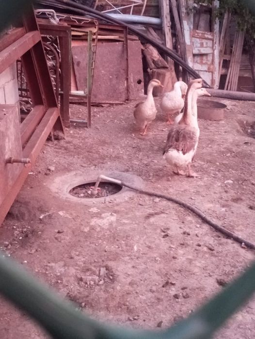 Гуси, домашние, за 7000к.