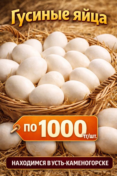 Гусиные яйца домашние