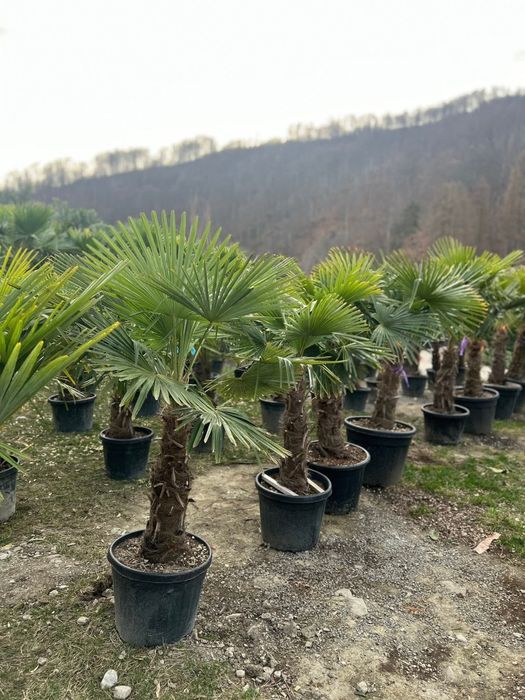 Palmierii rezistenți la climă g -15